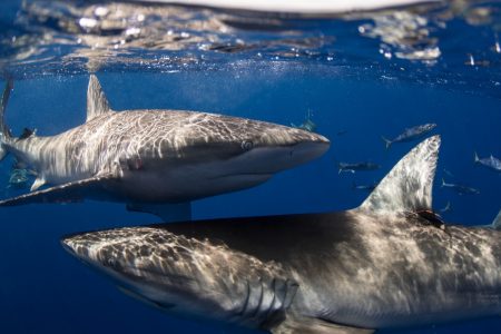 Hawaii Adventure Diving — Shark Dive