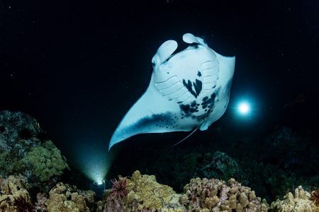 Jack’s Diving Locker — Manta Dive & Snorkel